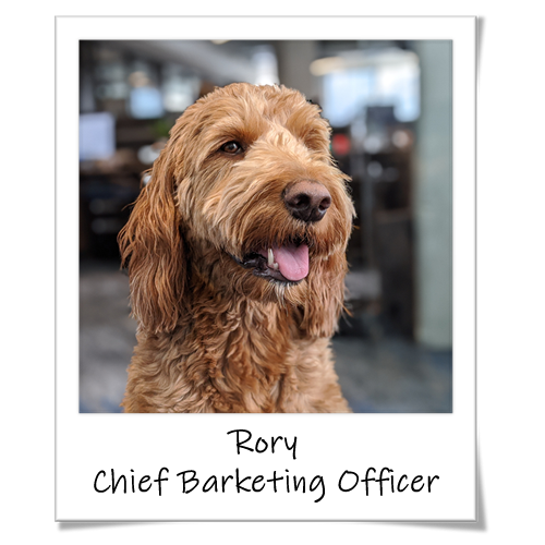 Chief Barketing Officer